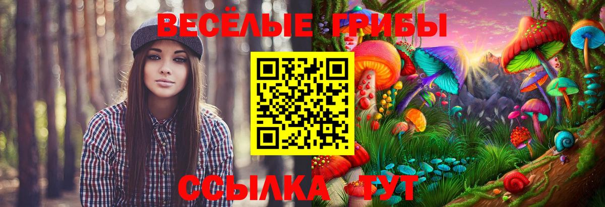 Псилоцибиновые грибы Psilocybe Гусиноозёрск